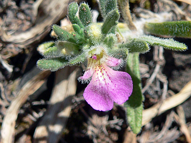 Ajuga iva (L.) Schreb.